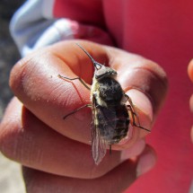 Bug with huge sting on the way to the forest of stones